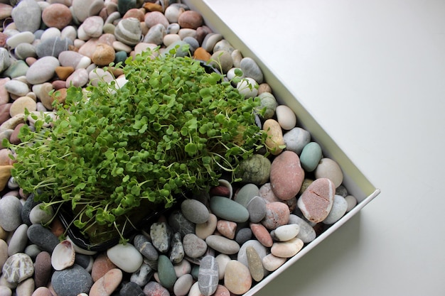 Microgreens Bunch In Plastic Container In Flat Tray Filled With Decorative Colored Stones