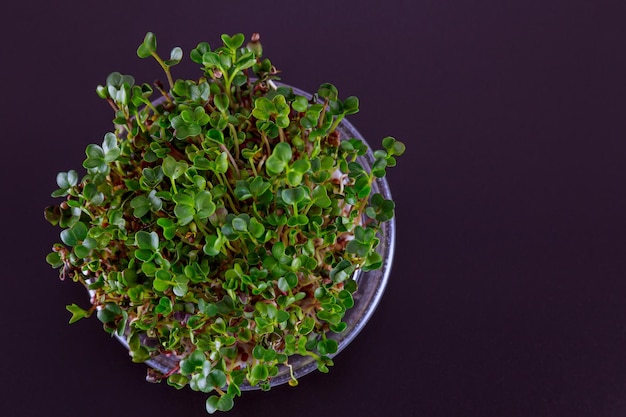 Microgreens of cabbage in a transparent pot on a black background top view