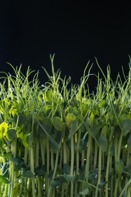 Microgreens domestic cultivation Fresh dense microgreen sprouts on black wall closeup Grown stems with green leaves