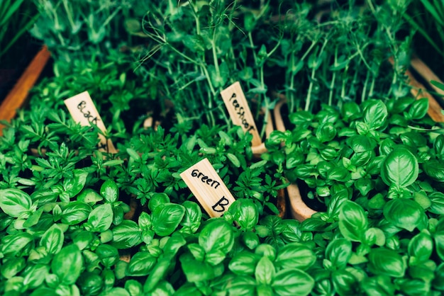 Foto microgreens per il cibo