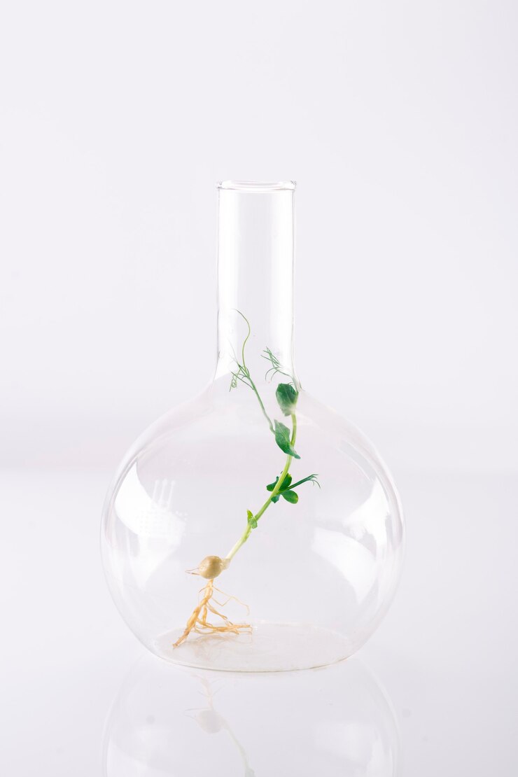 밝은 표면에 큰 유리 화학 플라스크에 녹색 완두콩의 Microgreens