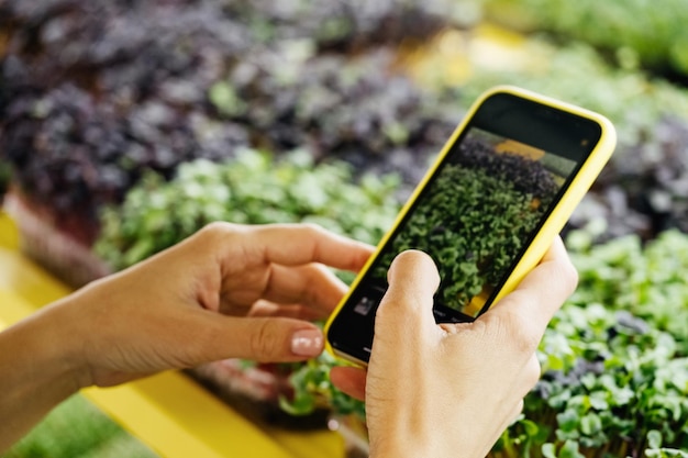 Microgreens groeiende achtergrond met rauwe spruiten in vrouwelijke handen verse rauwe kruiden uit de huistuin