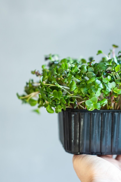 microgreens groene erwten groeiende greens gezonde voeding dieet gezondheid ingrediënten vegetarisch