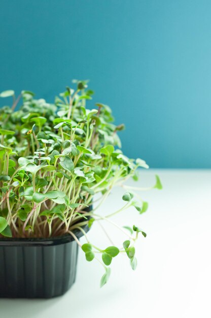 microgreens groene erwten groeiende greens gezonde voeding dieet gezondheid ingrediënten vegetarisch