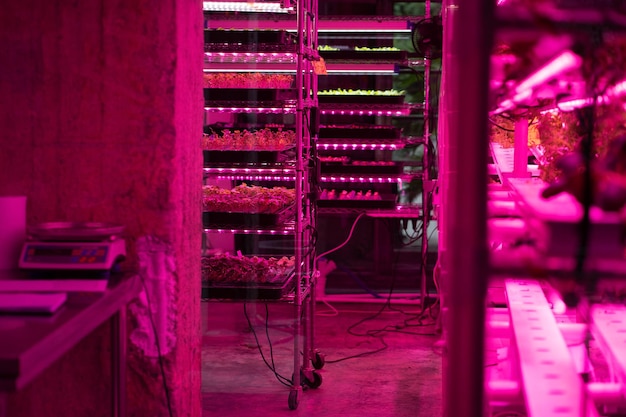 Microgreens grow in vertical farm under ultraviolet uv plant lights for cultivation hydroponics