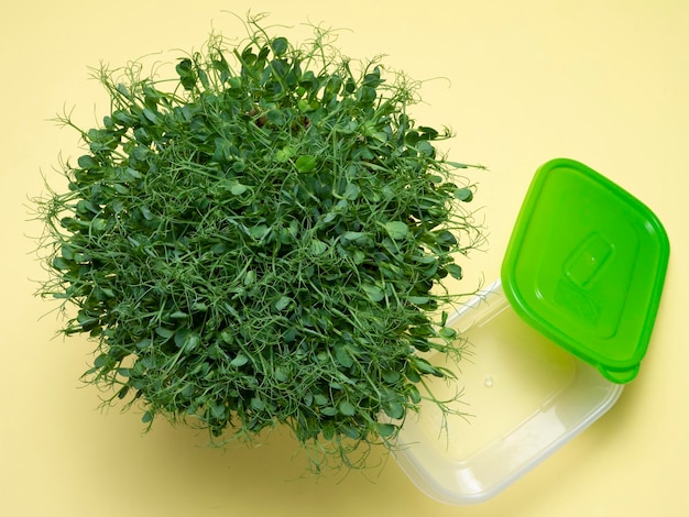 Microgreens grown food additive prepared for packaging in containers yellow background ecofriendly food