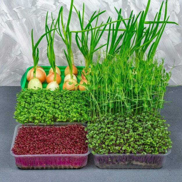 Микрозелень, выращенная дома Крупный план микрозелени Прорастание семян дома Концепция веганской и здоровой пищи
