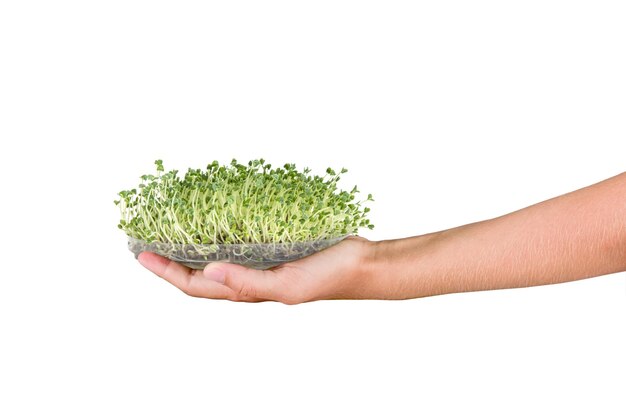 Microgreens in de hand gekiemde chiazaden in palm op wit isoleren jonge greens raw food veganist