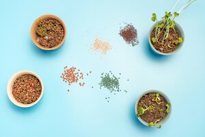 Foto microgreens in kleine potten en zaden op blauwe achtergrond bovenaanzicht