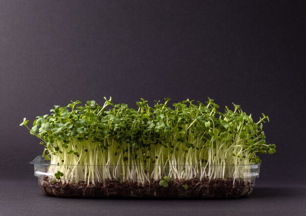 Microgreens in plastic doos