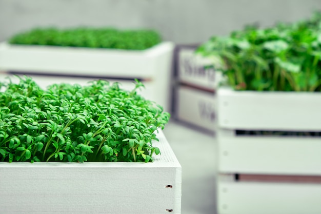 Microgreens in witte houten kisten. Concept van tuinieren en groen binnenshuis kweken