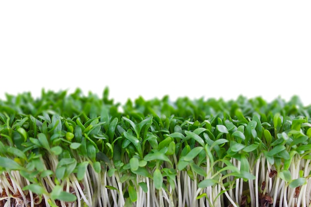 Microgreens isolated on white background front view