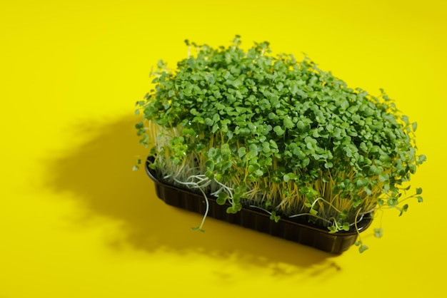 Microgreens op een schone gele close-up als achtergrond