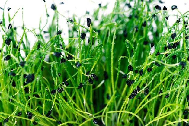 Microgreens op een witte ondergrond