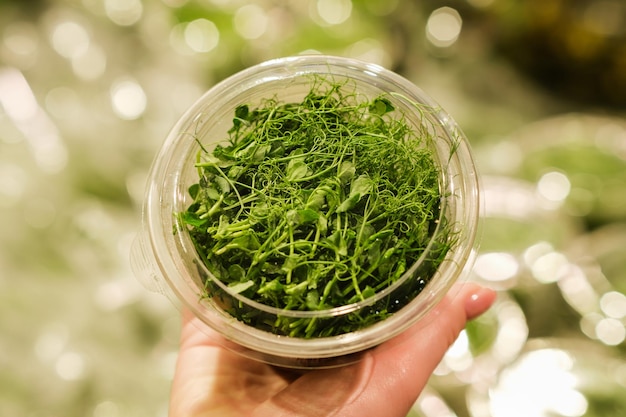 Microgreens in plastic packaging in the supermarket.