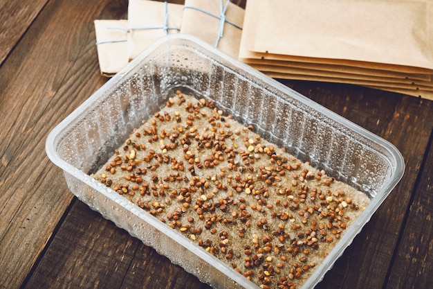 Microgreens prepared for germination. Seeds in container sown on wet linen mat.