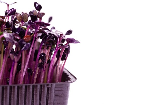 Microgreens of purple radish for 6 days on a white surface