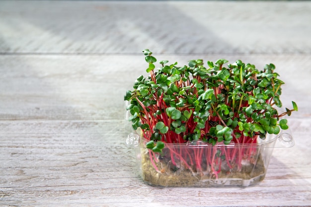 Microgreens radish sprouts in a plastic container Healthy food rich in vitamins trace elements and fiber