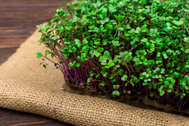 Microgreens of red cabbage grown in a container at home on a rag on a wooden table The concept of proper vegan food