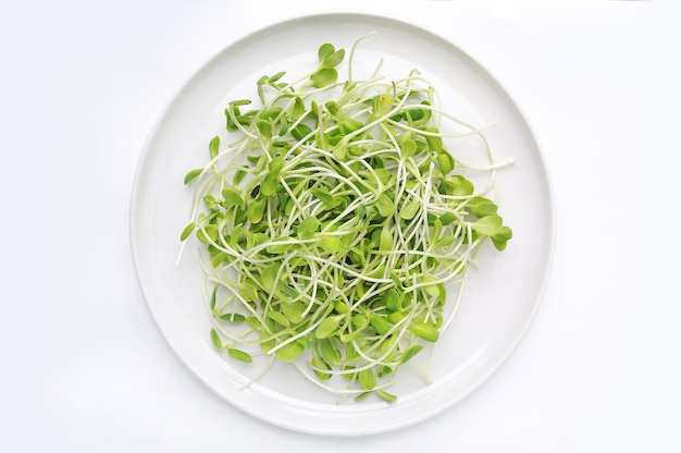 흰색 배경에 흰색 원형 접시에 Microgreens 묘 목.