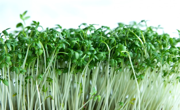 Microgreens, sla, het close-up van de tuinkerssalade op een wit. Gezond eten Plaats voor tekst