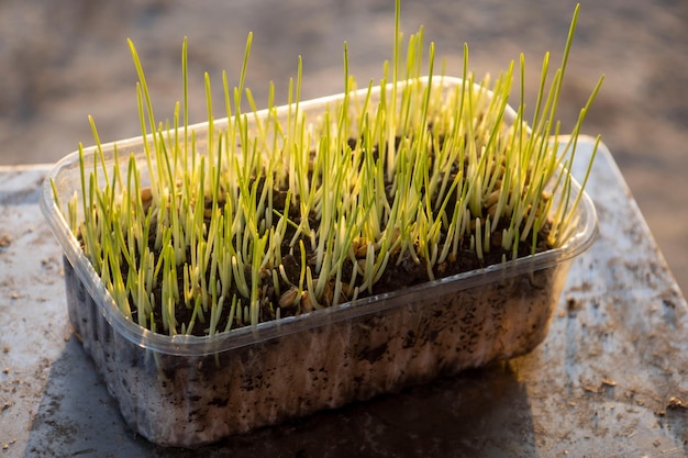 Microgreens Sprouted grains of wheat