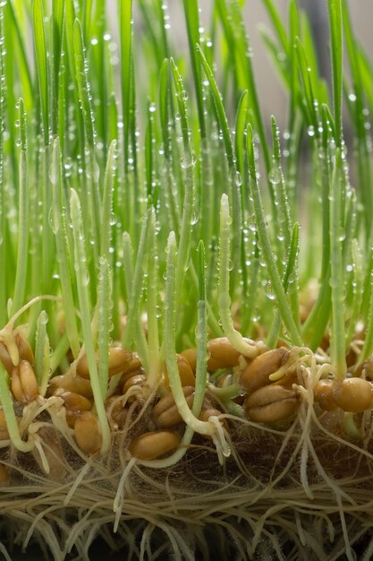 Microgreens of sprouted wheat with a root system Macro photo