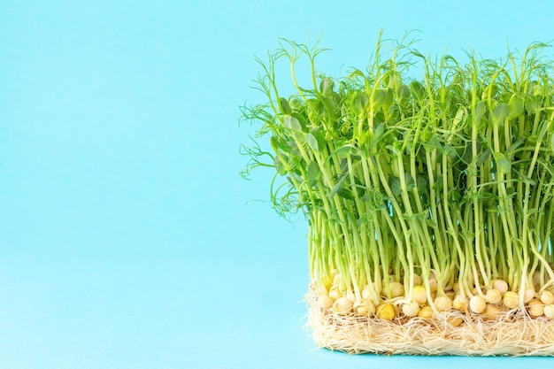 Microgreens sprouts on blue background Micro green pea shoots