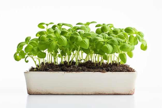 microgreens sprouts healthy and fresh food