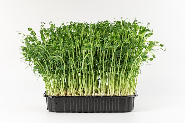 Microgreens sprouts isolated on white background Vegan micro sunflower greens shoots Growing sprouted sunflower seeds microgreens closeup minimal design banner