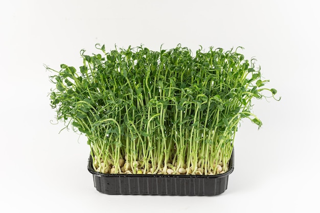 Microgreens sprouts isolated on white background Vegan micro sunflower greens shoots Growing sprouted sunflower seeds microgreens closeup minimal design banner