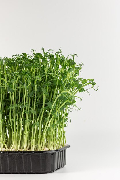 Microgreens sprouts isolated on white background Vegan micro sunflower greens shoots Growing sprouted sunflower seeds microgreens closeup minimal design banner