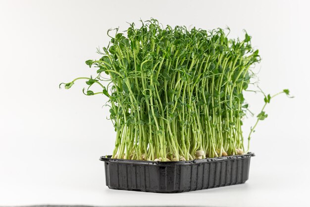 Photo microgreens sprouts isolated on white background vegan micro sunflower greens shoots growing sprouted sunflower seeds microgreens closeup minimal design banner