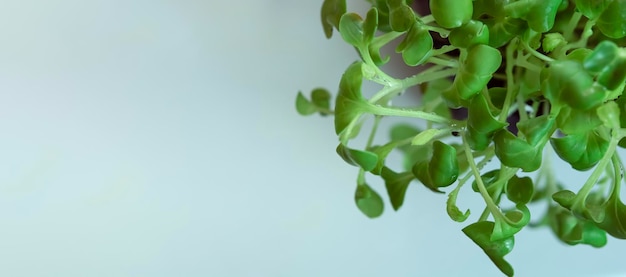 Microgreens sprouts isolated on white background Vegan micro sunflower greens shoots