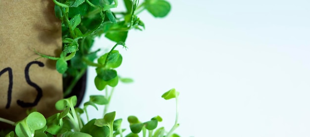 Microgreens sprouts isolated on white background Vegan micro sunflower greens shoots