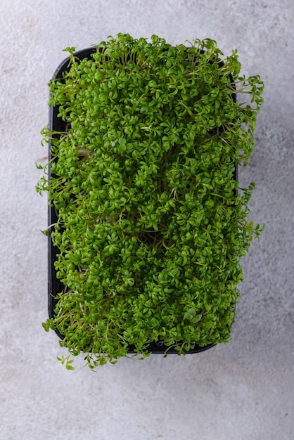 Microgreens sprouts of watercress salad