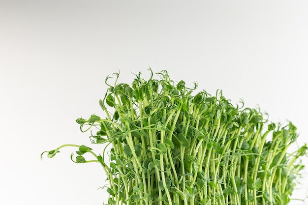 Microgreens spruiten geïsoleerd op witte achtergrond Vegan micro zonnebloem greens scheuten groeiende gekiemde zonnebloempitten microgreens close-up minimaal ontwerp banner