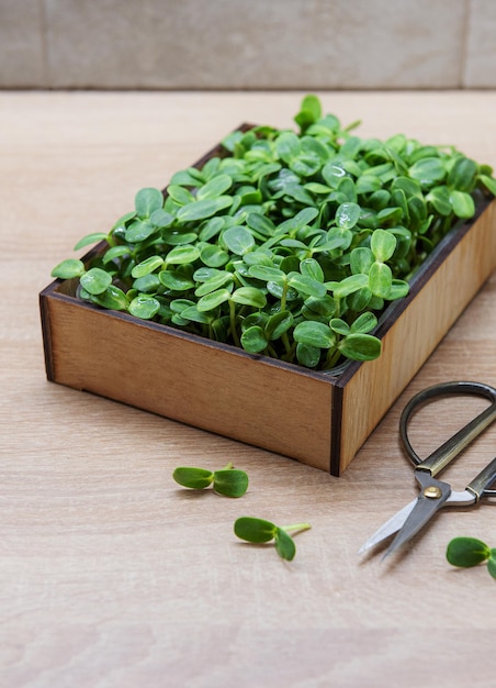 Microgreens of sunflowers