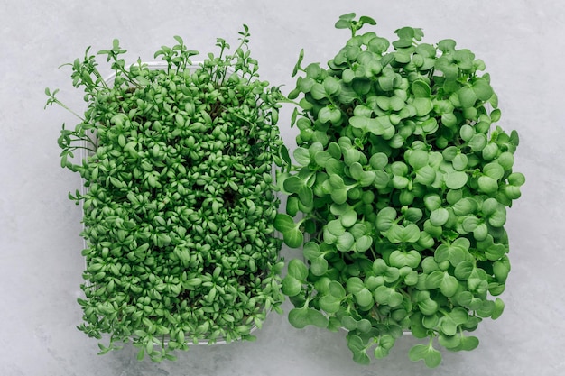 사진 microgreens superfood 마이크로그린 콩나물 플라스틱 용기 근접 촬영