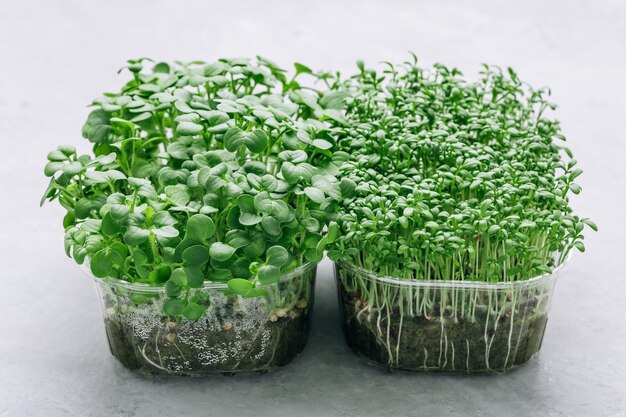 사진 플라스틱 용기에 담긴 microgreens superfood 마이크로그린 콩나물