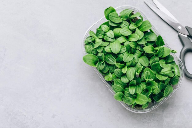 Foto microgreens superfood microgreen spruiten in plastic container close-up