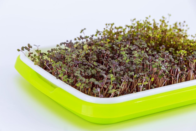 Microgreens van kool close-up. Aminozuur vitamines. Gezond eten.