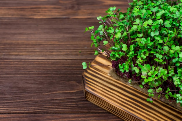 Microgreens van rode kool van eigen bodem op een snijplank op een houten tafel Het concept van goed veganistisch eten