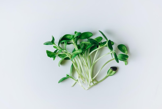 Microgreens su sfondo bianco concetto di cibo sano