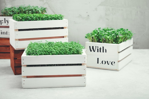 Microgreens in white wooden boxes. Concept of home gardening and growing greenery indoors