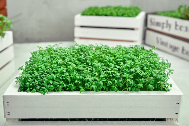 Microgreens in white wooden boxes. Concept of home gardening and growing greenery indoors