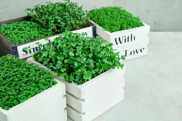 Microgreens in white wooden boxes.