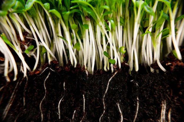 Microgreens with roots close up Sprouted peas Ecological cultivation of greens