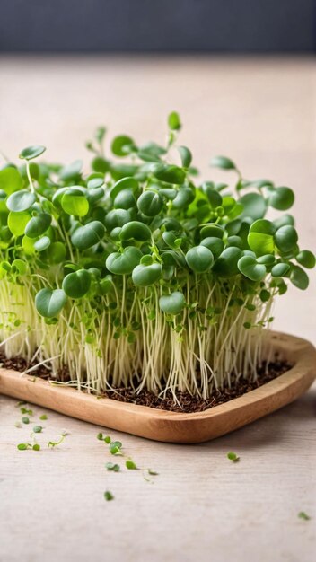 Microgreens zorgt voor gezond en vers voedsel Gegenereerd met AI