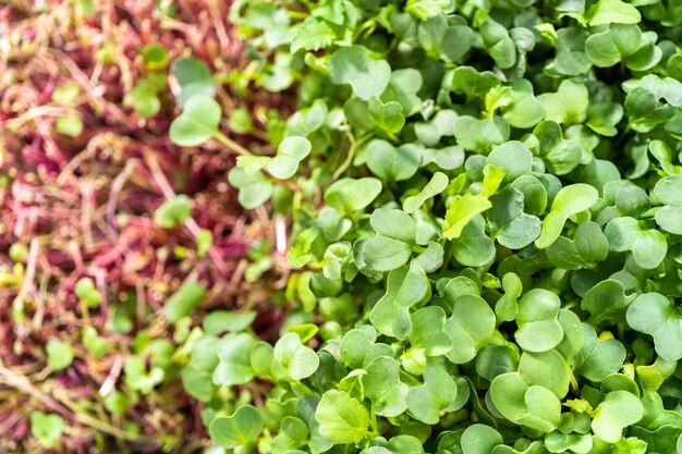 Microgreens